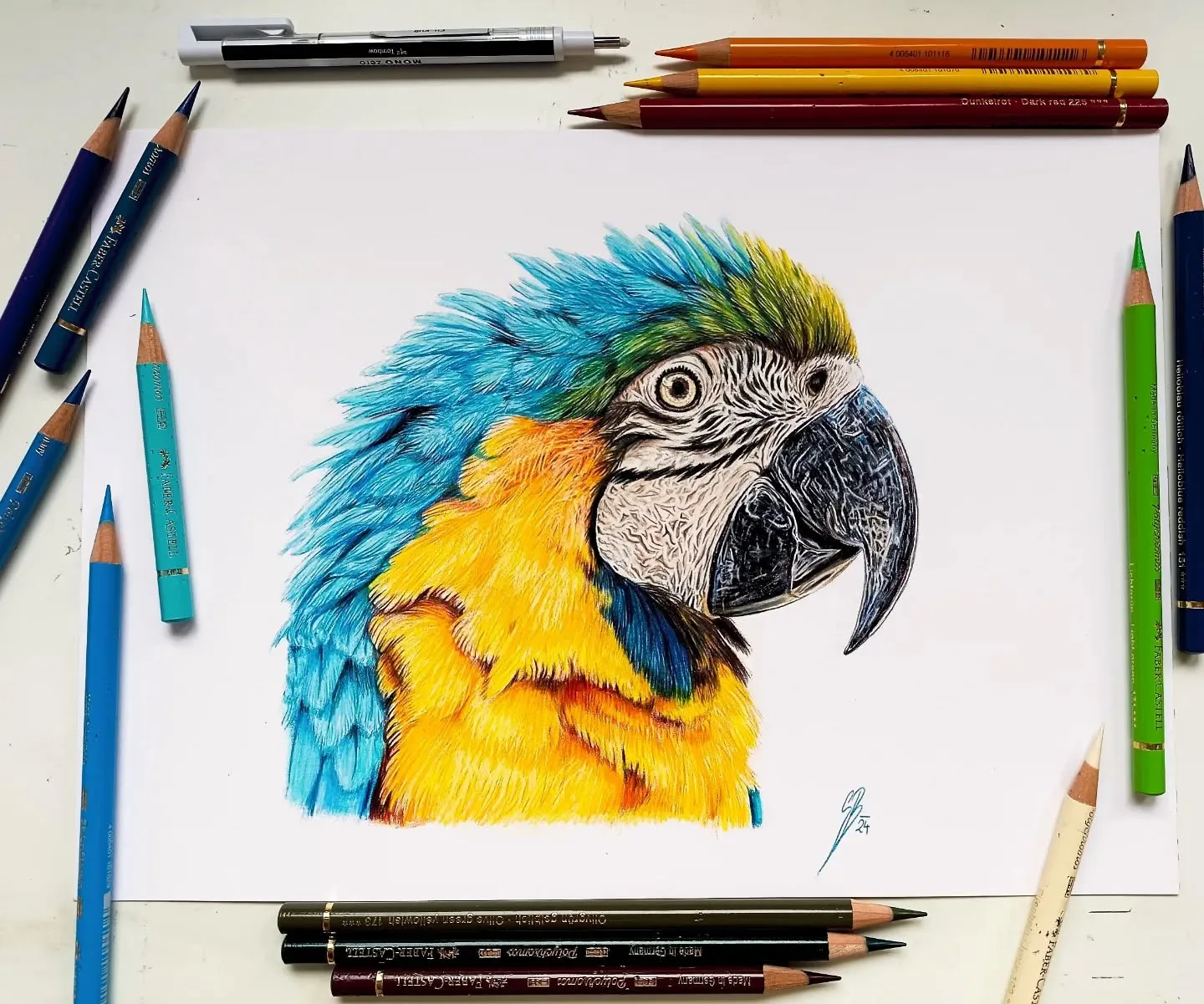 Animal