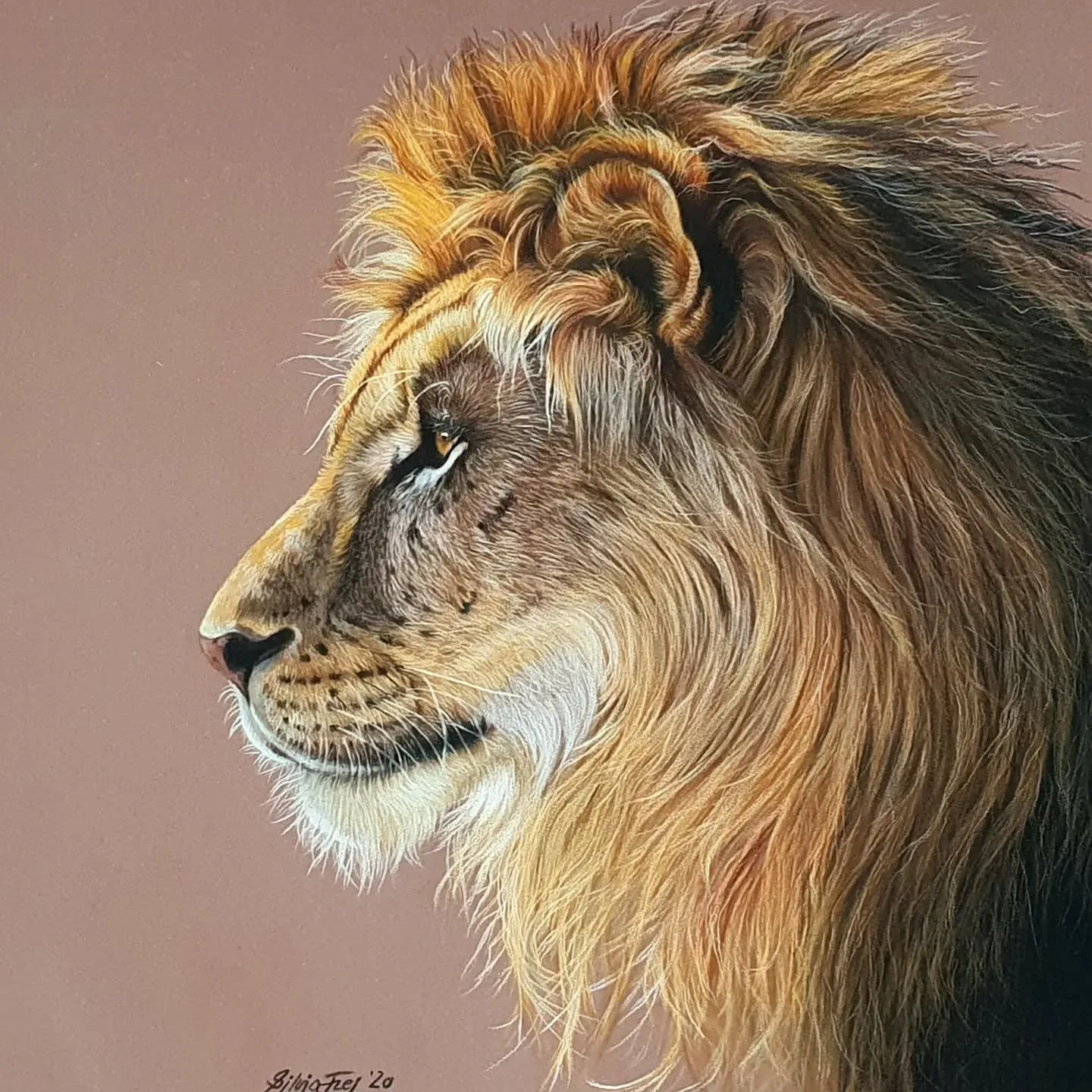 25 Realistic Lion Drawing Ideas that will Spark your Creativity