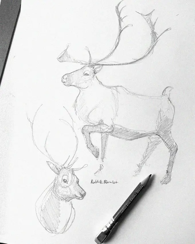 Sketching Deer Dimensions in Pencil