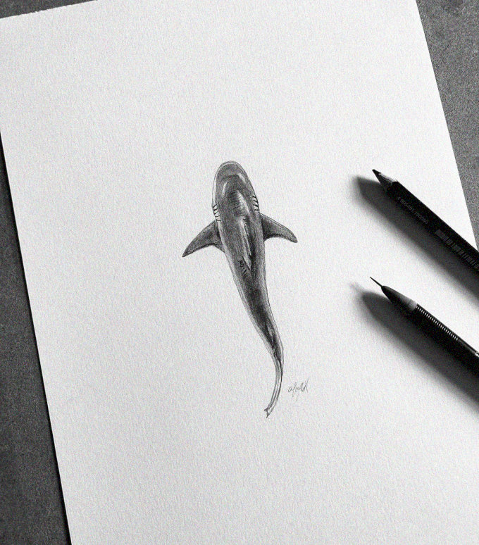 Shark Sketched with Pencils Laid Bare