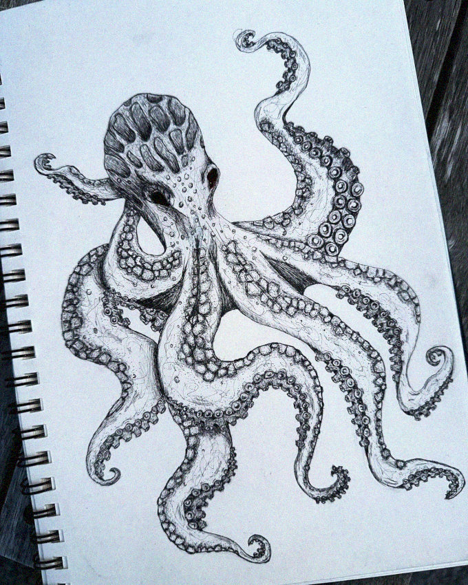 Octopus Sketchbook's Divulgence of Graceful Curves
