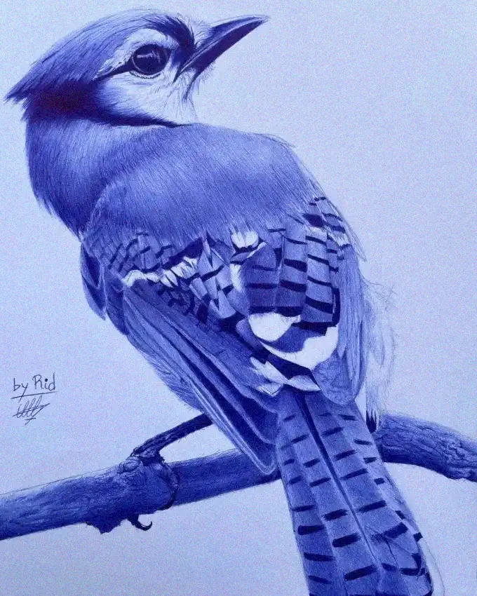 Sketch of Perched Bird in Blue
