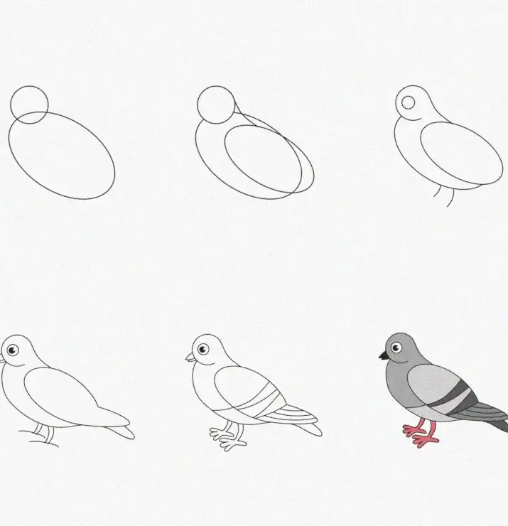 Guided Journey: From Shapes to Pigeon