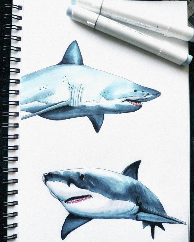 Sharks Brought to Life in Sketches