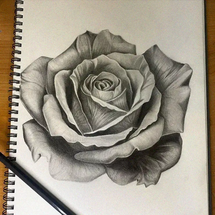 Sketchpad Rose with Pencil Detail