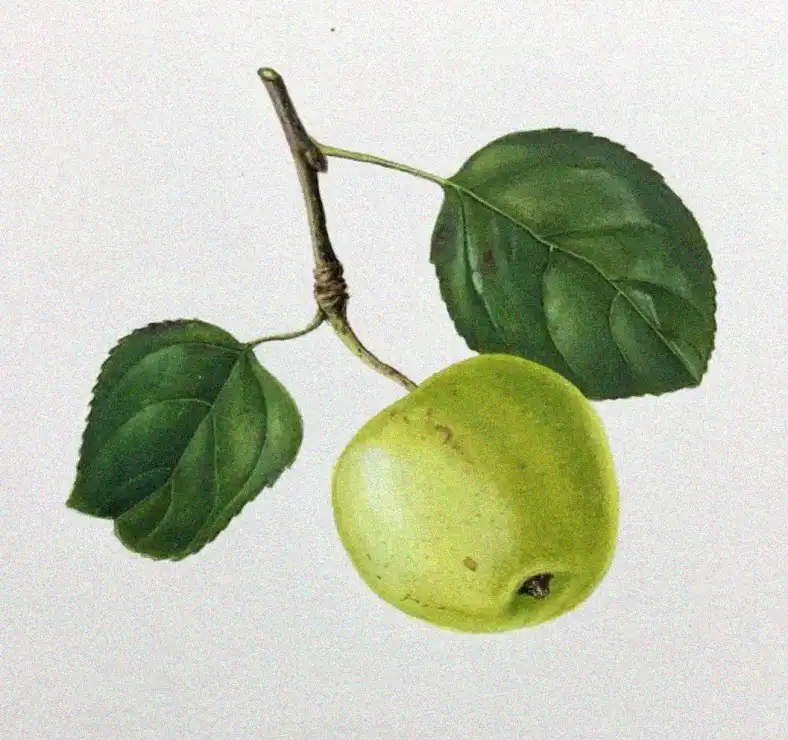 Solitary Pear on a Leafy Twig