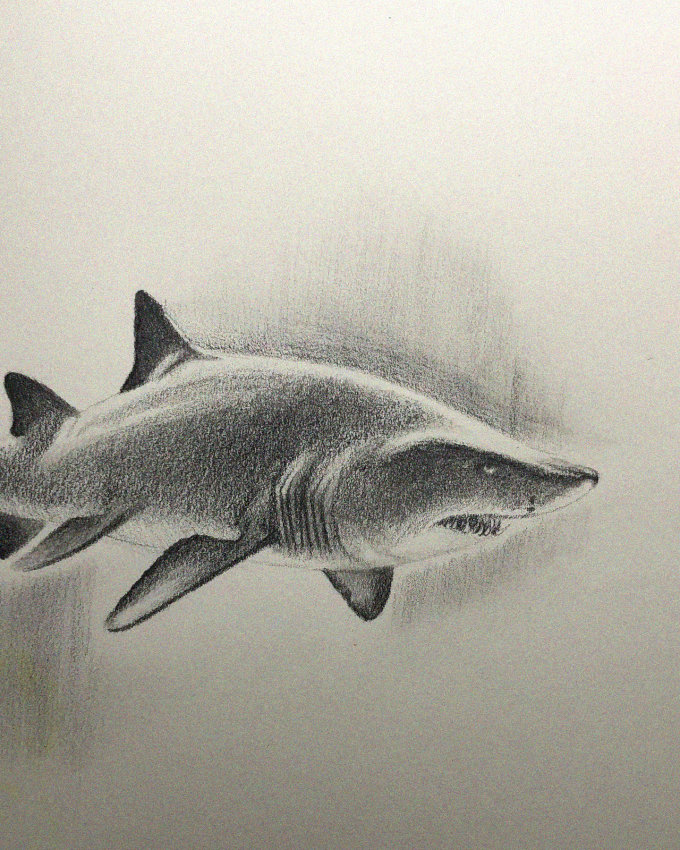 Realistic Swimming Shark in Pencil Sketch