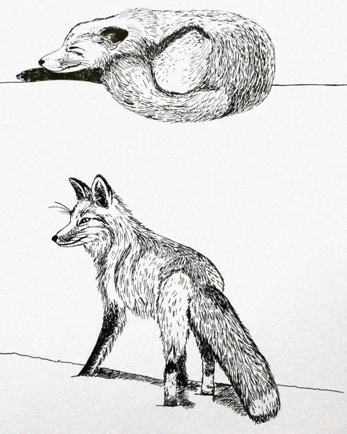Realistic Ink Sketches of Platypus and Fox