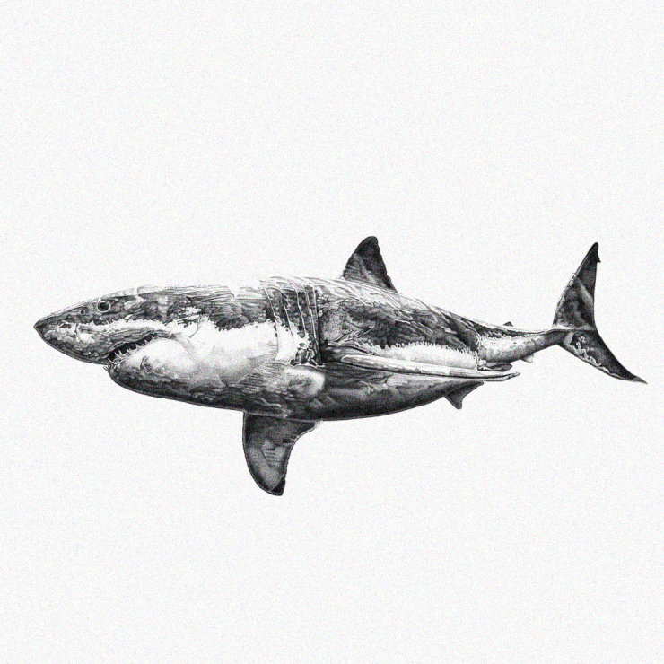 Simplicity Meets Detail in Great White Illustration