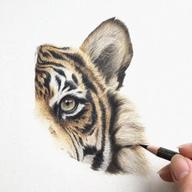 Crafting Realism through Pencil: The Tiger Cub