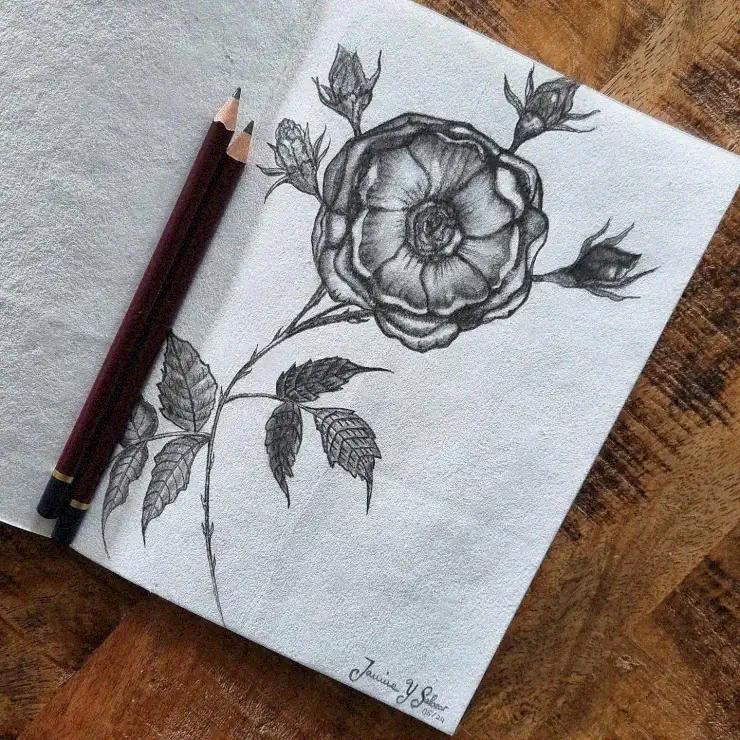 Sketchbook Elegance: A Rose in Graphite