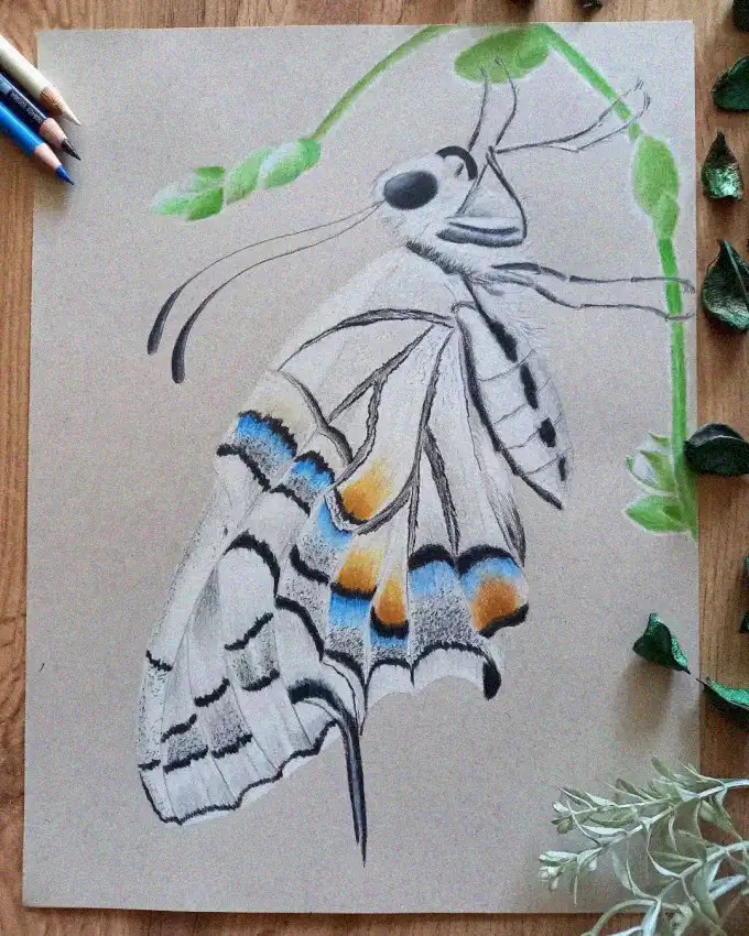 Nature's Art: Drawing a Vibrant Moth