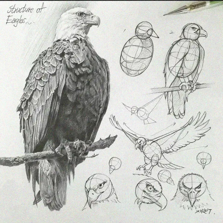 Eagle Anatomy: A Graphite Study