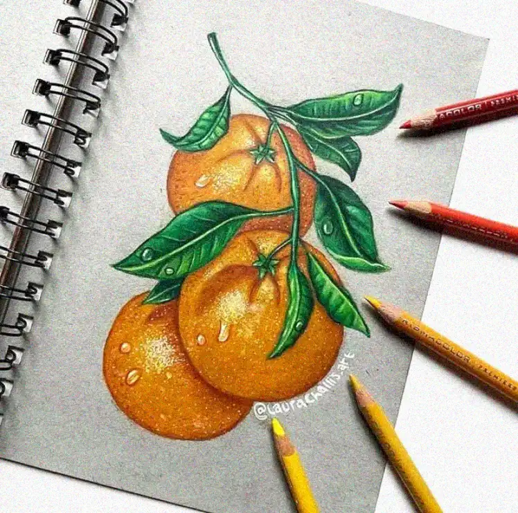 Oranges on Branch - A Pencil Artistry