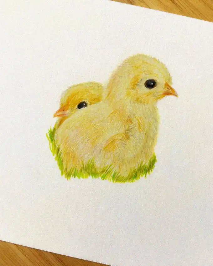 Nested Fluff - A Chic Pencil Sketch