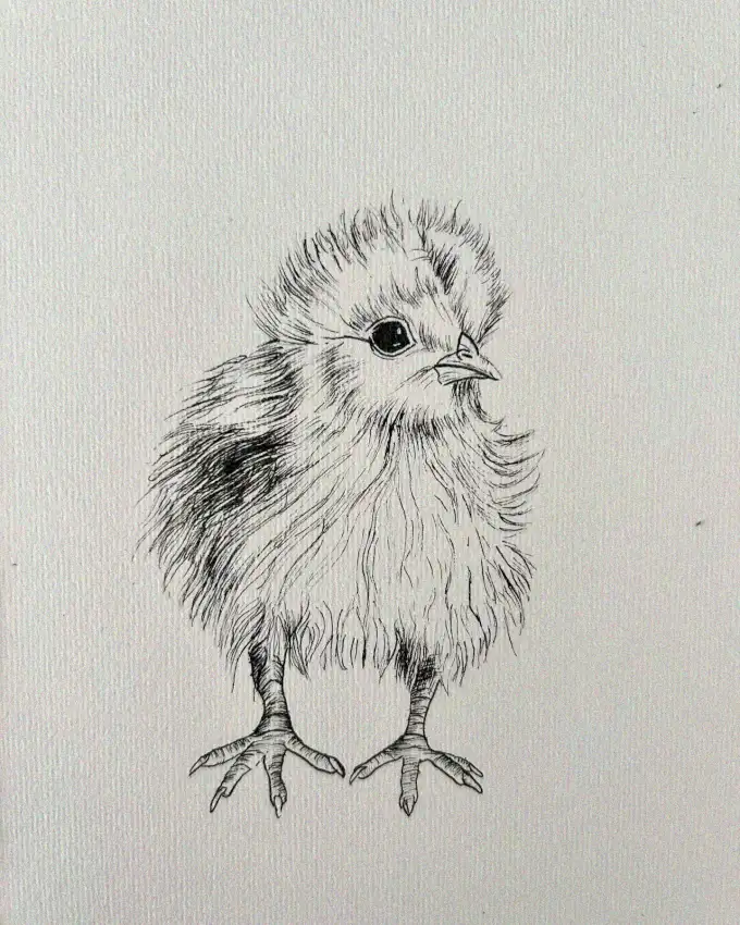 Fluffy Chick Sketch in Monochrome Simplicity