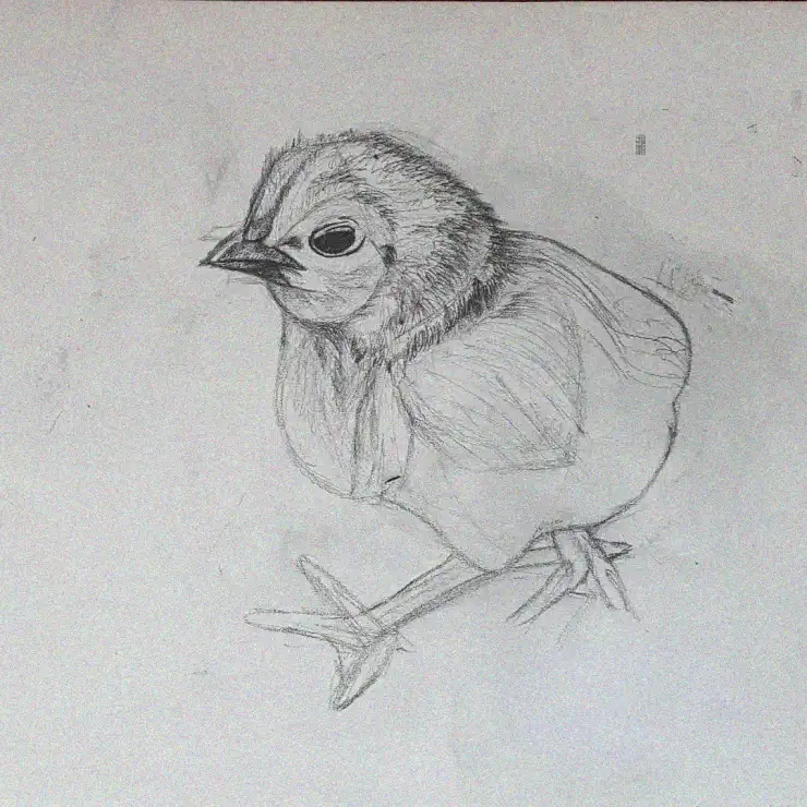 Perched Fluff: A Bird's Side Portrait