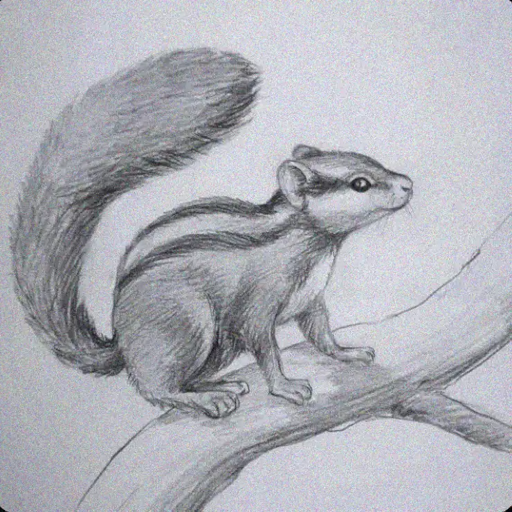 Perched Squirrel in Pencil Sketch