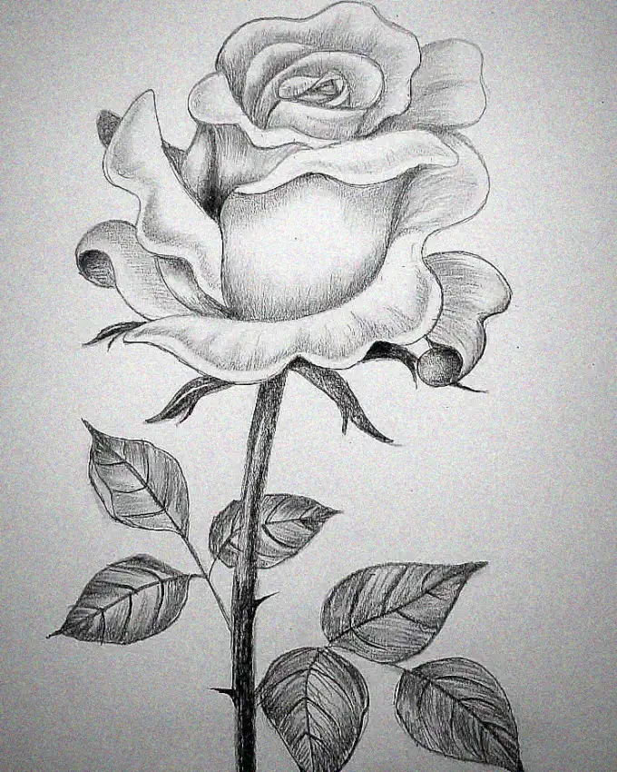 Rose in Detail: A Pencil Tribute