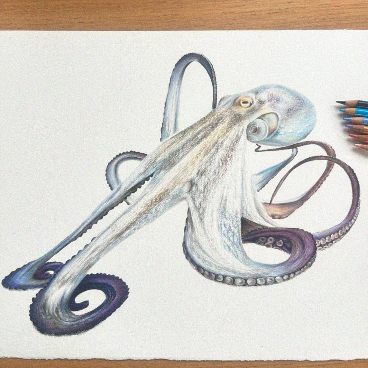 Octopus Sketched in Vibrant Pencil Colors