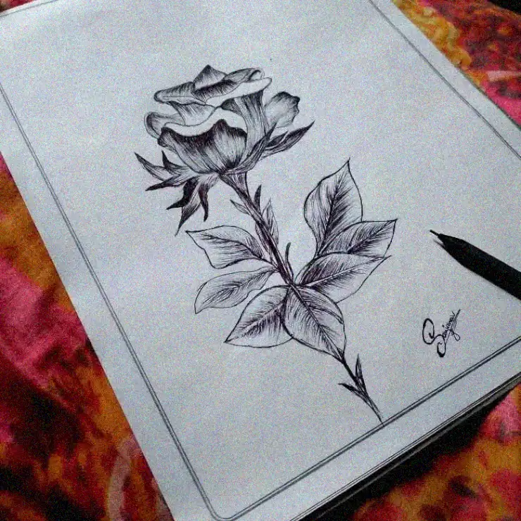 Rose Elegance Sketched in Pencil