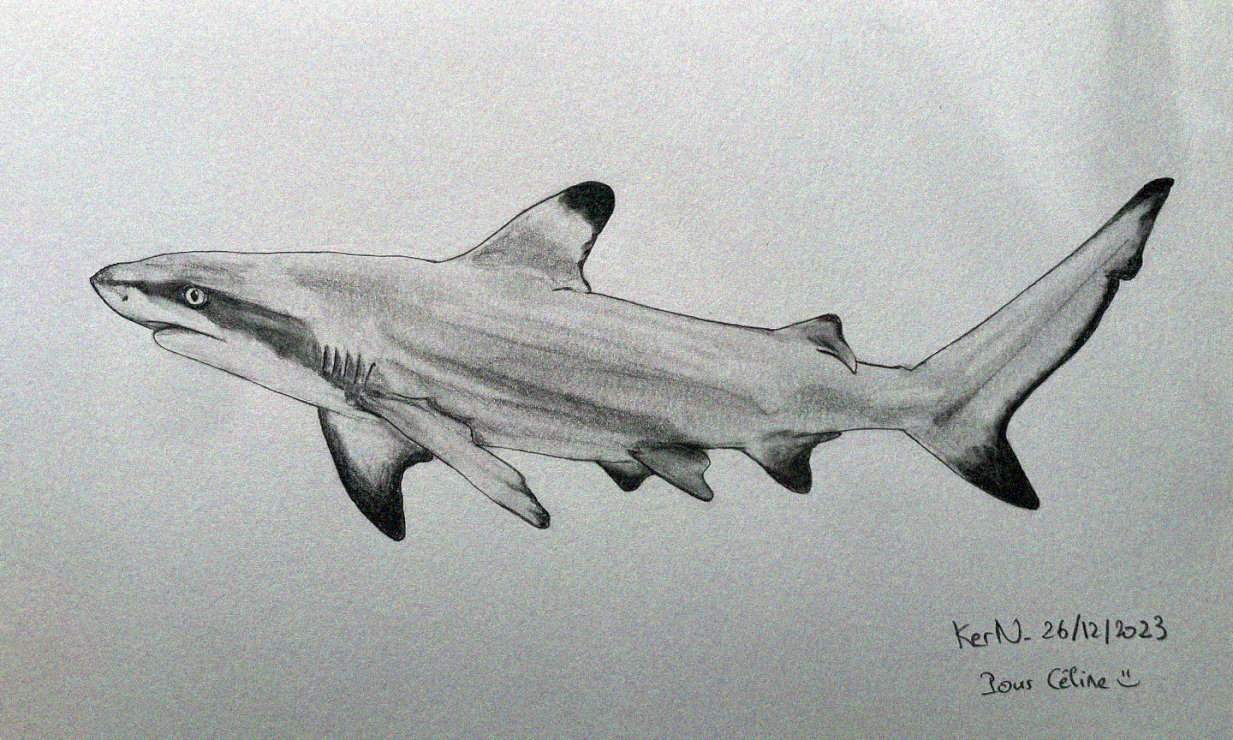 Signed Shark Sketch in Pencil