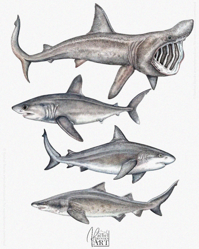 Diversity in Shark Species Illustrated