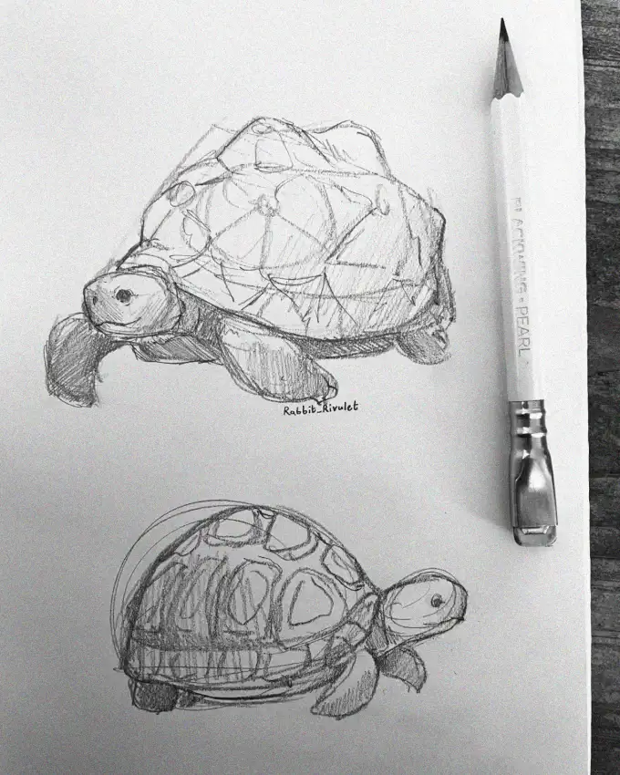 Duet of Turtles Sketched in Graphite