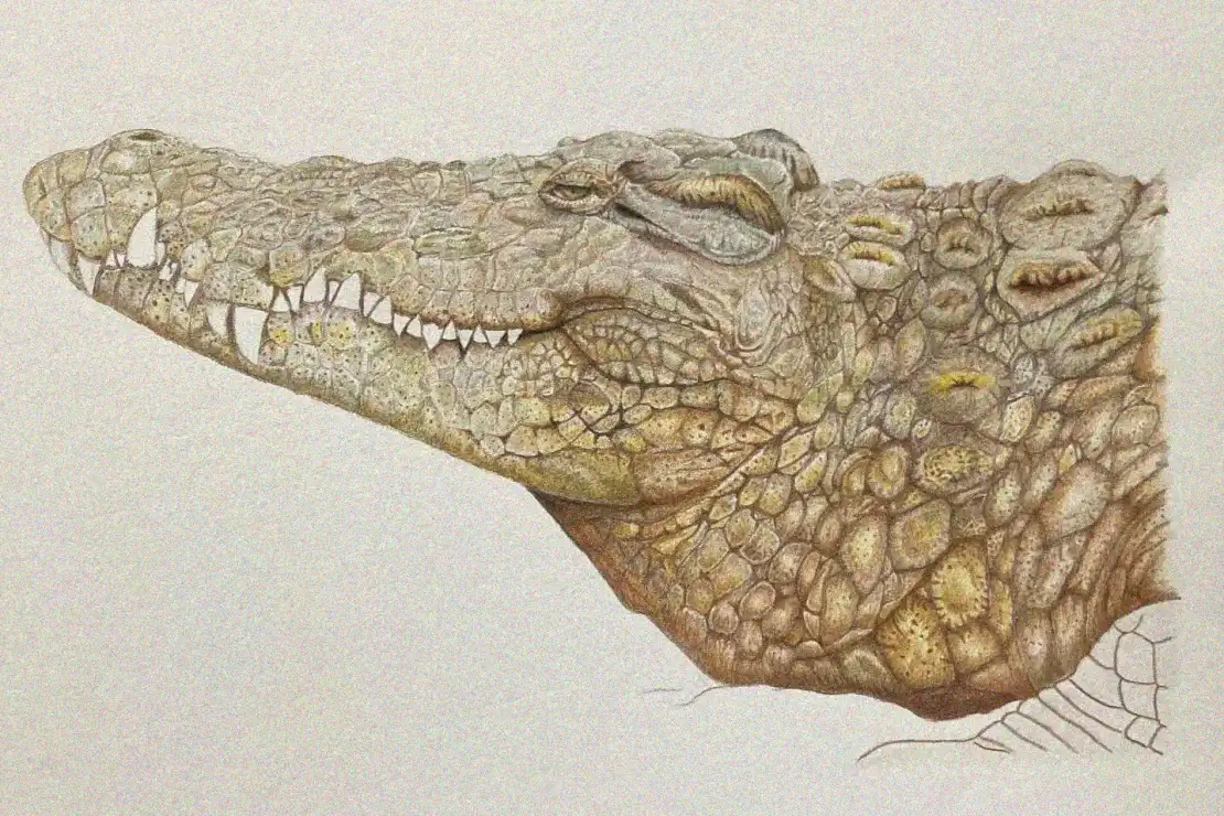 Rough Beauty of a Crocodile's Gaze