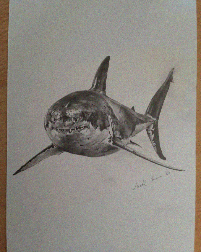 Up Close with a Great White