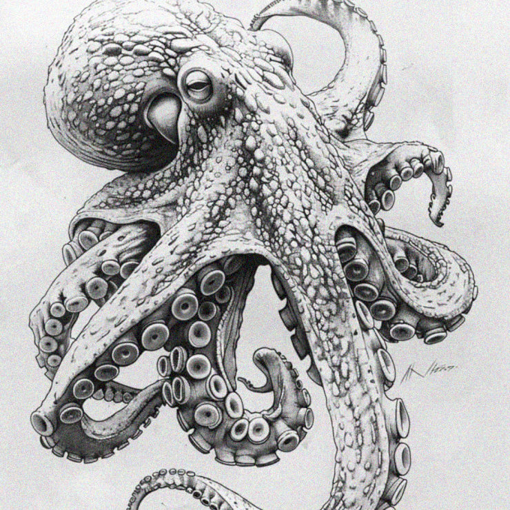 An Octopus Unleashes Its Tentacles