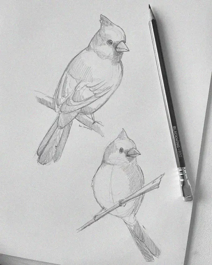 Cardinals at Rest: A Pencil Sketch