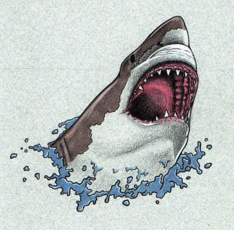 Shark's Fierce Breach