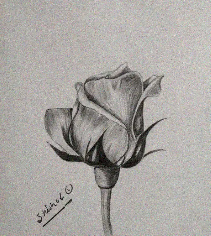 Shinab's Monochromatic Rose