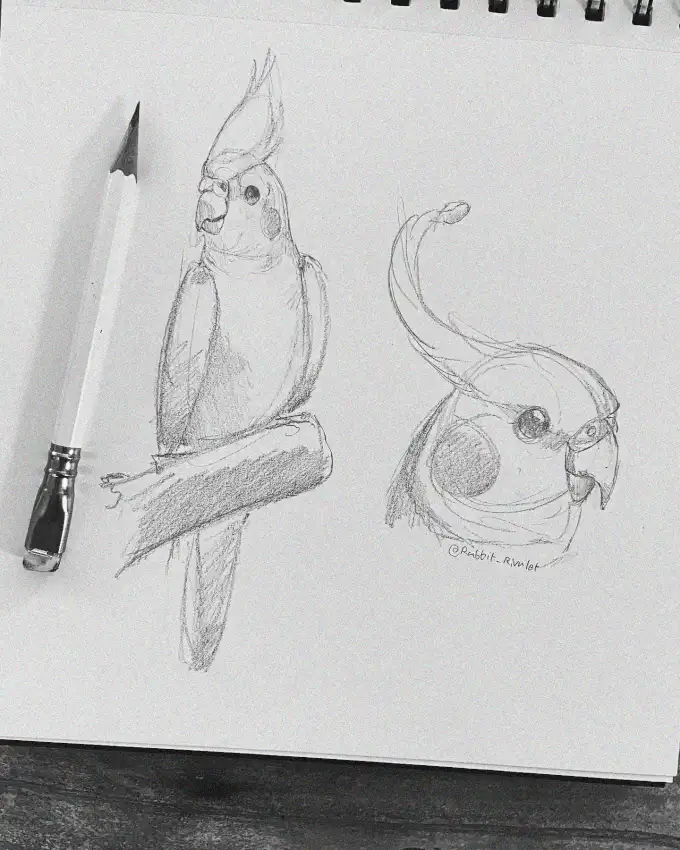 Cockatoo Sketches: Artistry in Pencil