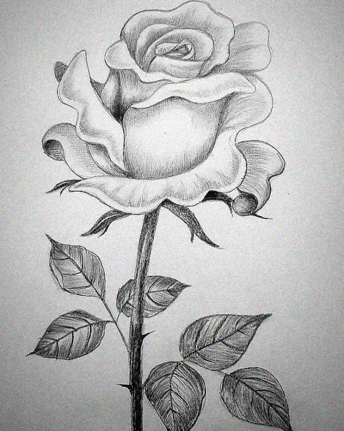 Artful Blossoming: A Pencil Sketched Rose