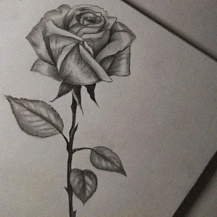 Intricate Rose Sketch on a Branch