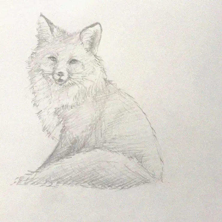 Direct Gaze of the Sketched Fox