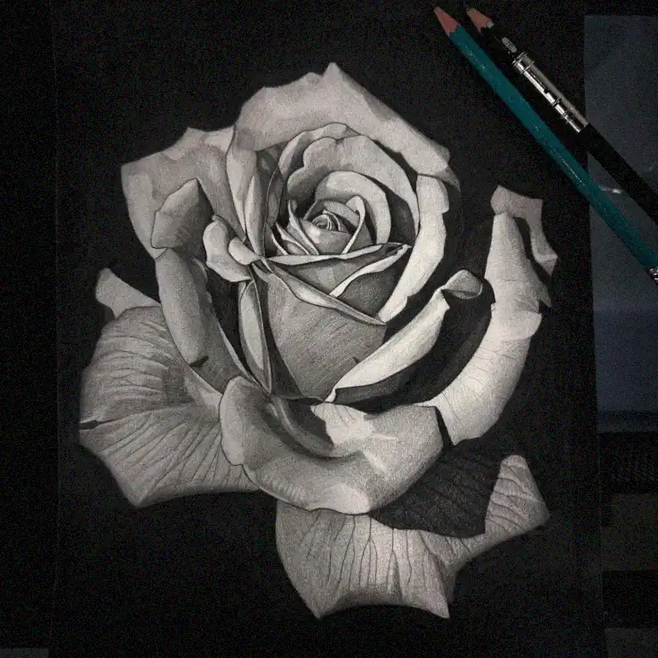 Shaded Elegance: A Rose in Graphite
