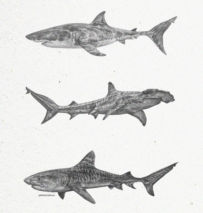 Shark Illustrations on Textured Canvas