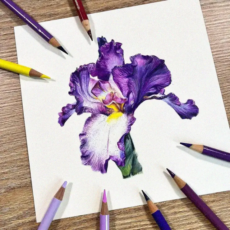Iris Sketching Among a Rainbow of Pencils