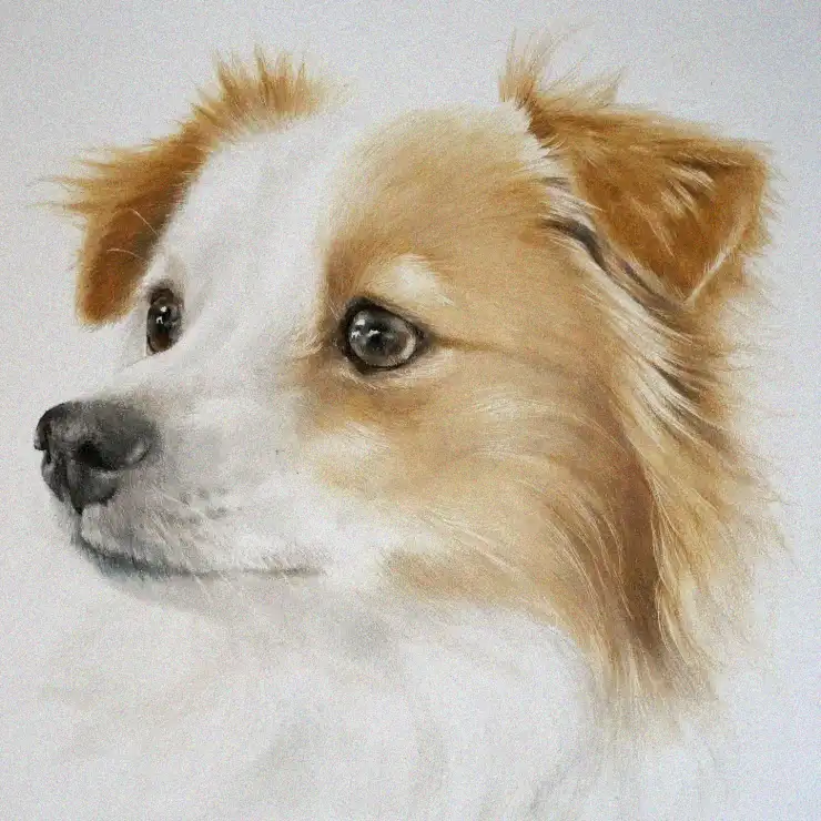 Wistful Whispers of a Fluffy Companion