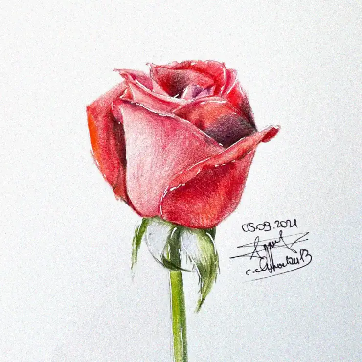 Vivid Rose Sketch in Colored Pencil