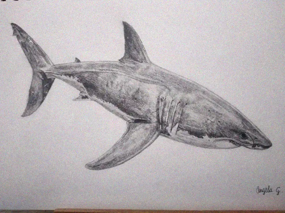 Shark Sketch Signature by Angela G