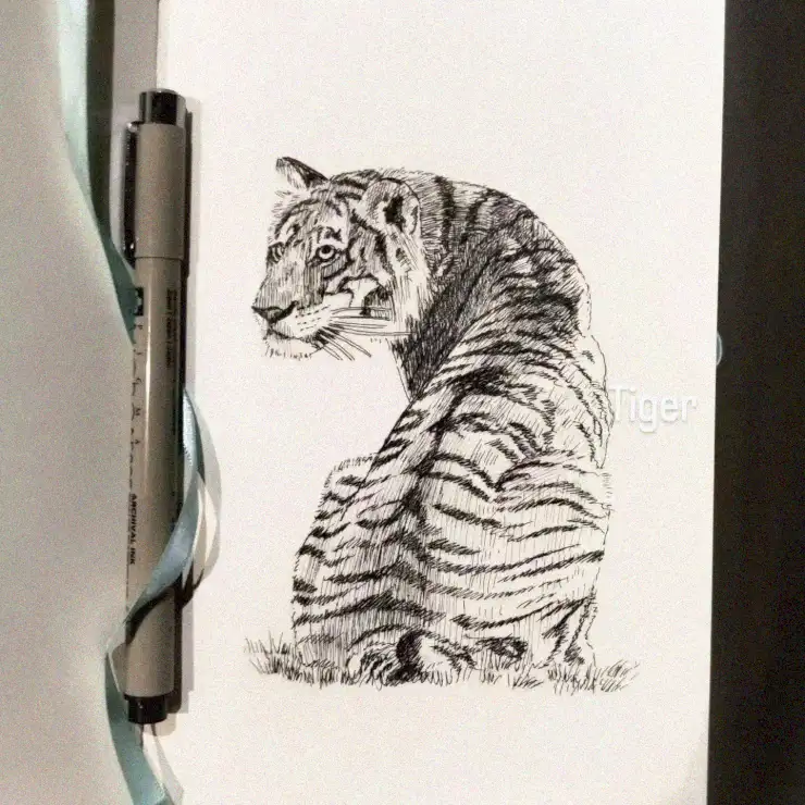 Tiger's Repose Captured in Pen Sketch