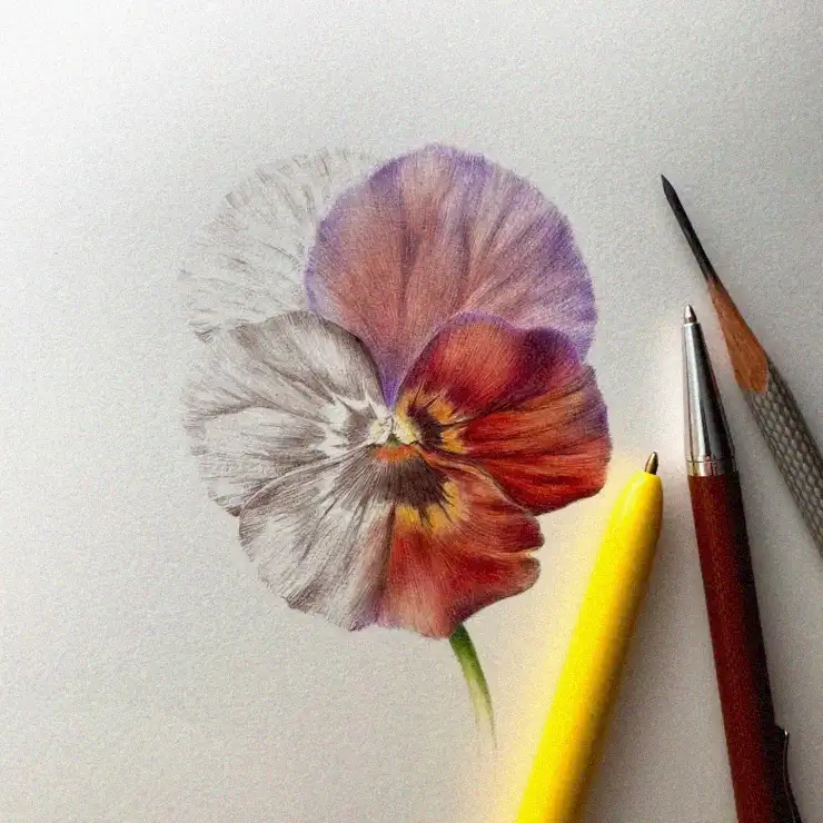 Pansy in Progress: A Pencil Sketch