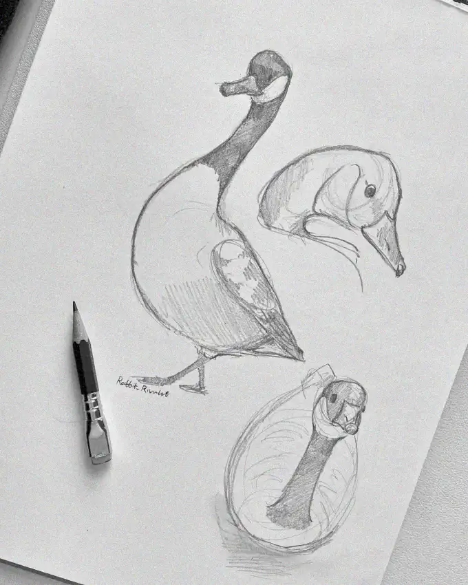 Respective Swan Sketches with Signature Pen