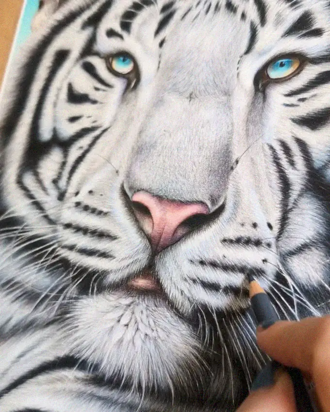 Sketching the Blue-Eyed White Tiger