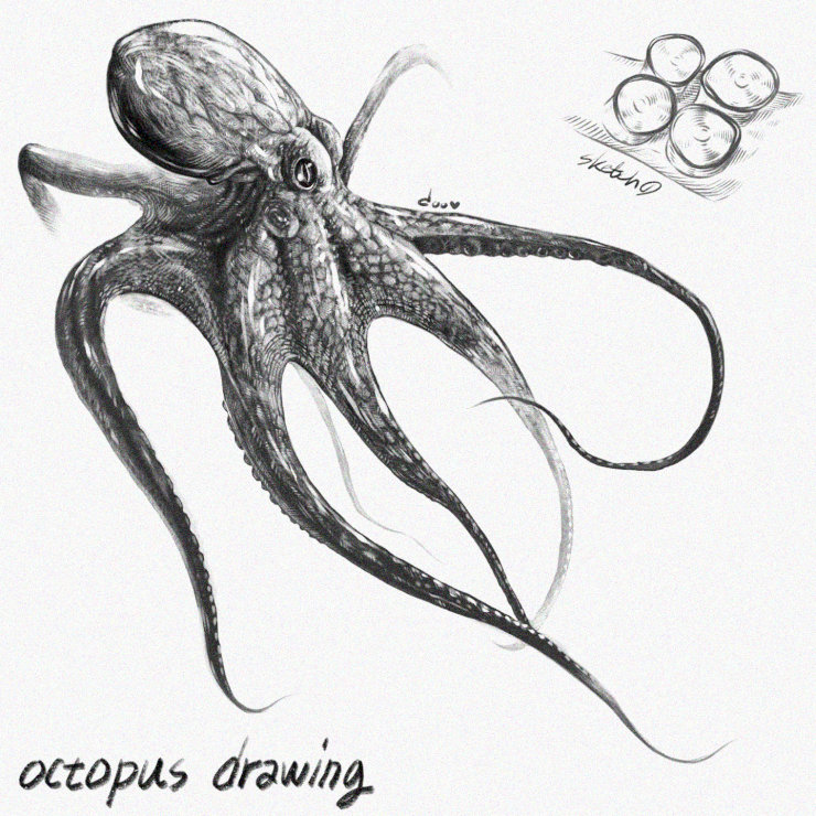 Octopus Maternity in Pencil Sketch