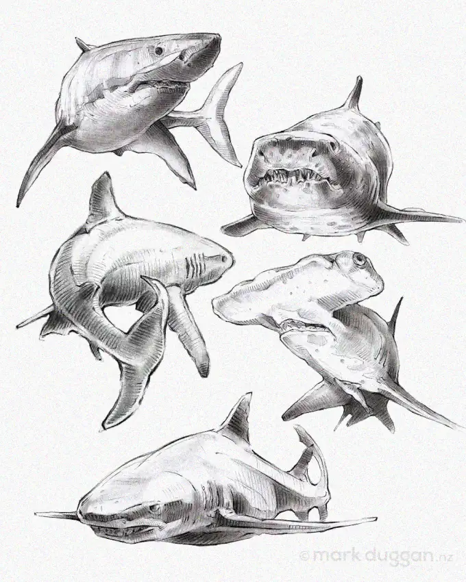 Sketching Sharks: A Study in Pencil